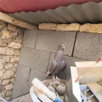 کبوتر نقشی|پرنده|برخوار, |دیوار