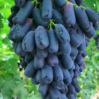 فروش ویژه نهال موندراپ