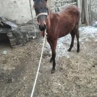 دایچه مادیان