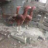 مرغ لاری  جنس درجه یک