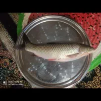 ماهی خوراکی|ماهی|لنگرود, |دیوار