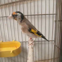 سهره نروماده متولد قفس