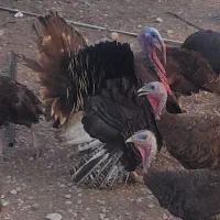 بوقلمون