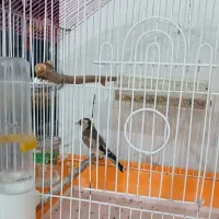 جوجه سهره ماده