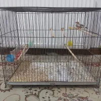 فنچ