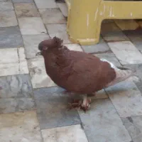 کبوتر راعبی|پرنده|قم, باجک سه|دیوار