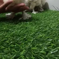 جوجه برهما لایت ۲ماه و ۱۰ روزه اصیل وتخم نطفه دار|حیوانات مزرعه|اصفهان, مارچین|دیوار