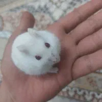 همستر|موش و خرگوش|یزد, |دیوار