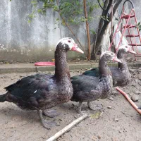 غاز و اردک موسکویی|حیوانات مزرعه|چابکسر, |دیوار