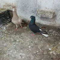 یه عدد ماده اشعل درجه یک