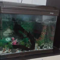 اکواریوم شیشه خم