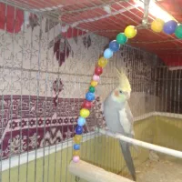 عروس هلندی|پرنده|اردبیل, |دیوار