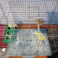 فروش قناری ماده