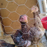 جوجه خروس مرغ لاری|حیوانات مزرعه|کرمانشاه, |دیوار