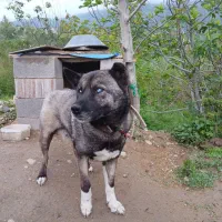 سگ نگهبان