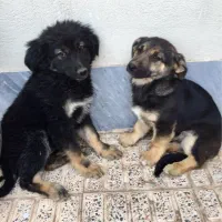 دوتا توله سگ ژرمن قدریجونی و پاکوتاه فروش و معاوضه