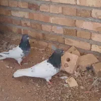 کفتر