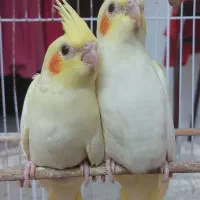 یک جفت عروس هلندی نر و ماده