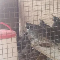 گمشده پرنده