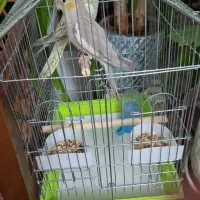 عروس هلندی