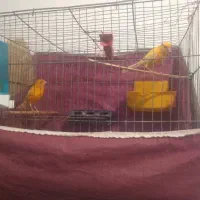 جفت قناری مولد