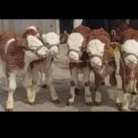 مجموعه اصیل سیدمهدی|حیوانات مزرعه|آق قلا, |دیوار