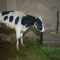 گاوساله