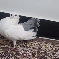 کفتر فروشی|پرنده|طبس, |دیوار