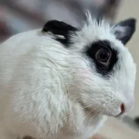 خرگوش