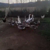 غاز|حیوانات مزرعه|شفت, |دیوار