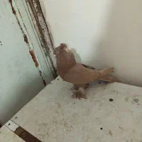 قرمز نشان فیلی و دورح|پرنده|نمین, |دیوار