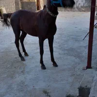 فروش اسب نر جوان نژاد عرب