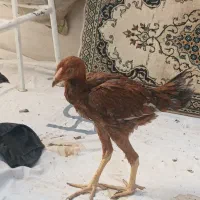 مرغ وخروس لاری و کاکولی پرپا