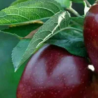 ارائه نهال سیب میراکل|خدمات باغبانی و درختکاری|خرمدره, |دیوار