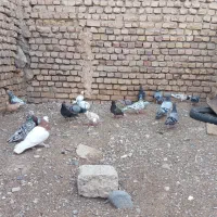 کبوتر