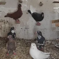 کفترکبوتر