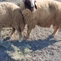 ورن سنجابی|حیوانات مزرعه|سرپل ذهاب, |دیوار