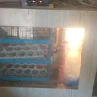 دستگاه جوجه کشی 126تایی