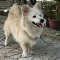 سگ میکس اشپیتز ژاپنی|سگ|لنجان, |دیوار