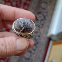 شجر تمام شبکه|کلکسیون اشیاء عتیقه|آفتاب, |دیوار