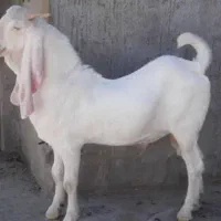 بز سانن وگلابی