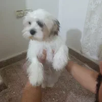 واگذاری یک قلاده سگ شیتزو کراس  ماده شش ماهه|سگ|قرچک, شهرک الحدید|دیوار