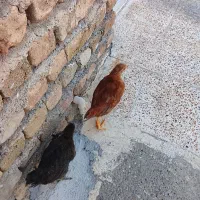 جوجه محلی