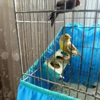 سهره ماده و قناری ماده آماده سفید ودرشت ب شرط