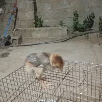 جوجه لاری