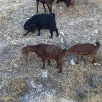 فروش کهره نر