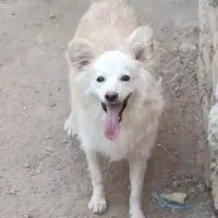 سگ پاپی