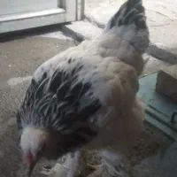 خروس  لاری اوشامو ومرغ برهما|حیوانات مزرعه|قروه, |دیوار