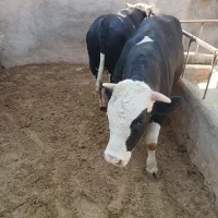 گوساله