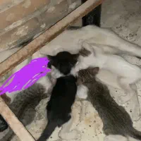 واگذاری گربه dsh